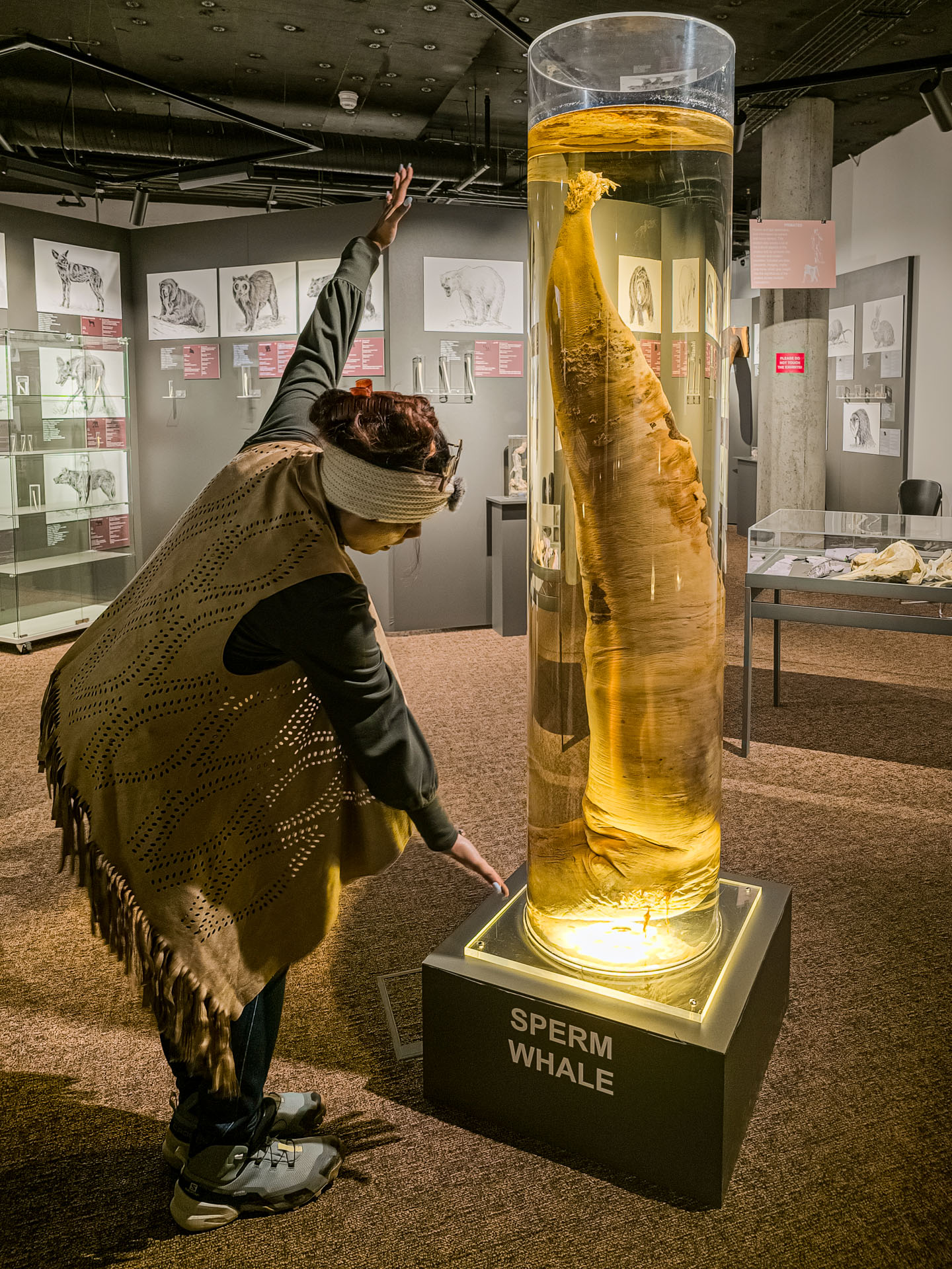 Biggest penis in the world at the Icelandic Phallological Museum